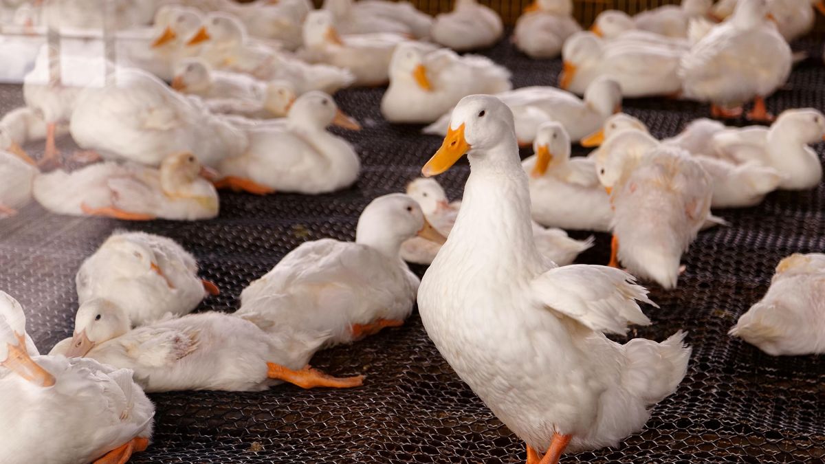 V chovu na Třebíčsku je ptačí chřipka, musí se utratit 50 000 kachen